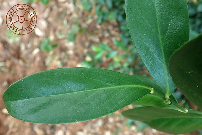 Suregada lanceolata dark green coriaceous leaves