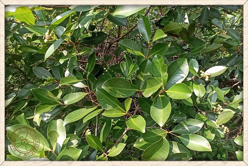 Syzygium caryophyllatum leaves
