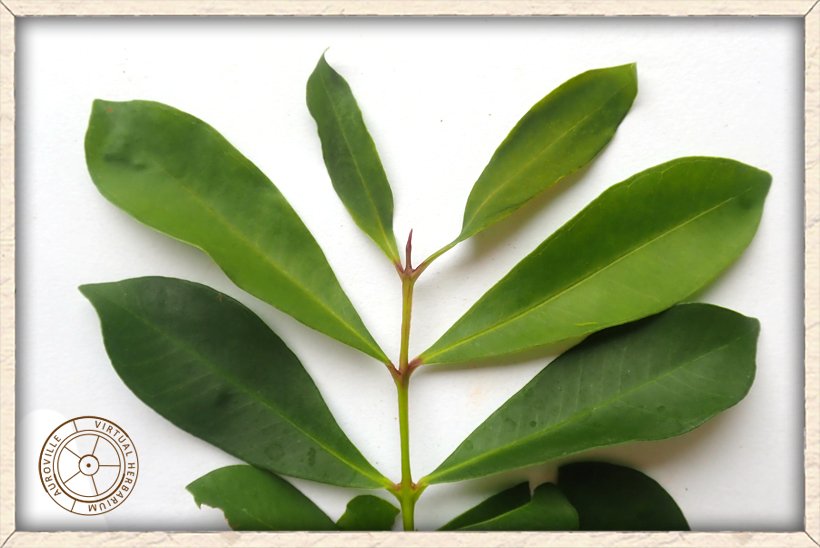 Syzygium caryophyllatum leaves on stem