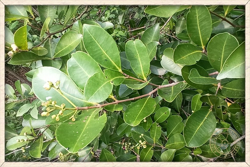 Syzygium caryophyllatum leaves