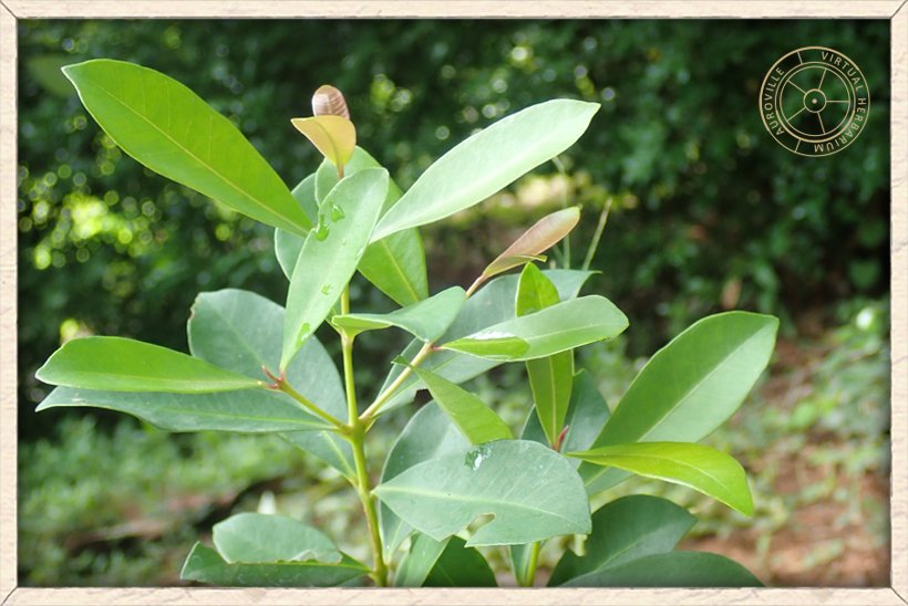 Syzygium caryophyllatum opposite decussate leaves