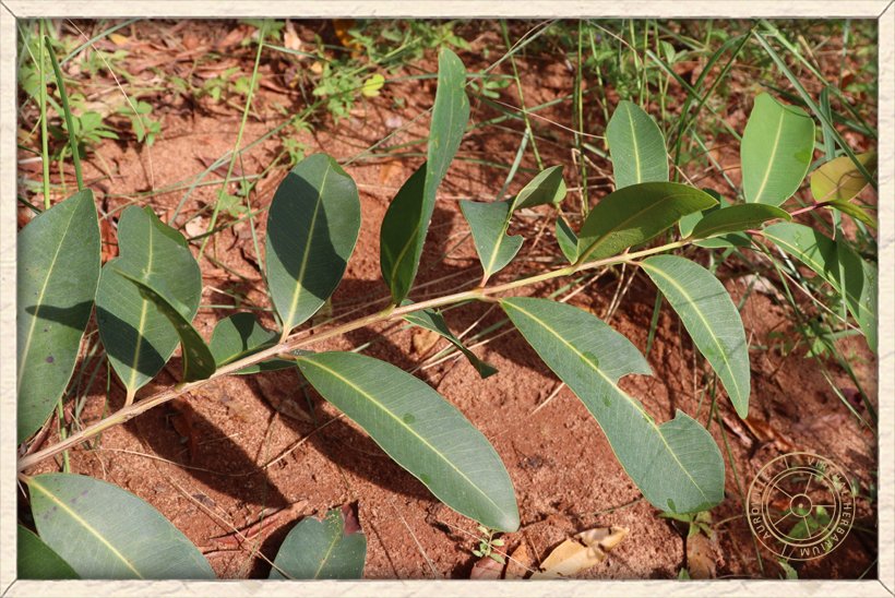 Syzygium caryophyllatum leaf arrangement