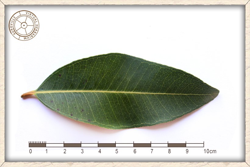 Syzygium caryophyllatum leaf (upper side)