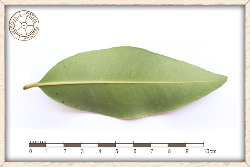 Syzygium caryophyllatum leaf (lower side)