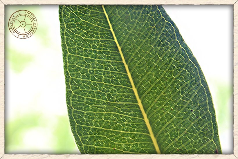 Syzygium caryophyllatum nervation