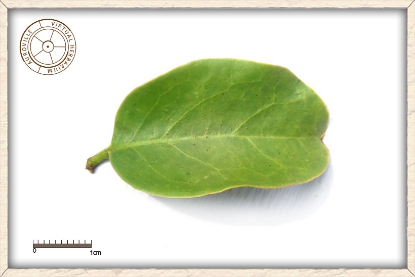 Ximenia americana oval emarginated leaf (upper side)
