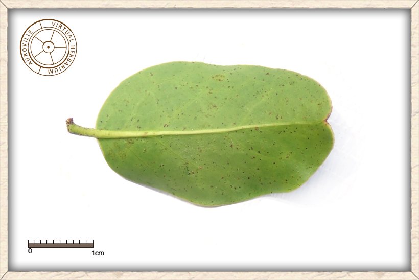 Ximenia americana oval emarginated leaf (lower side)