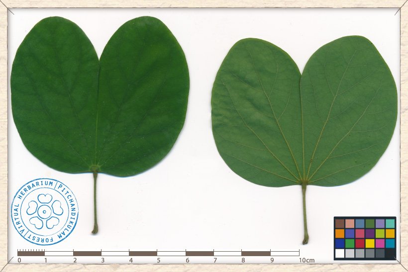 leaf (upper and lower sides)