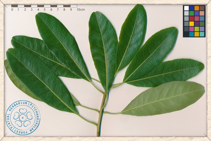 Buchanania axillaris branchlet