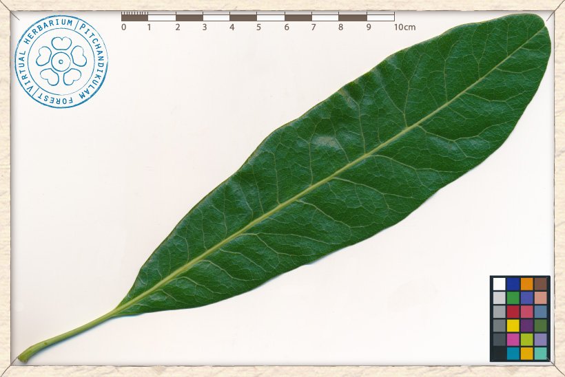 Buchanania axillaris leaf (upper side)