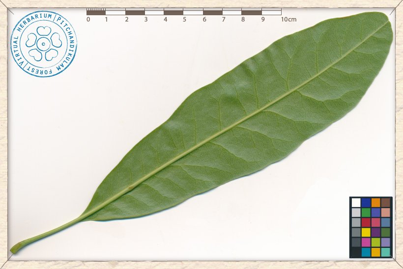 Buchanania axillaris leaf (lower side)