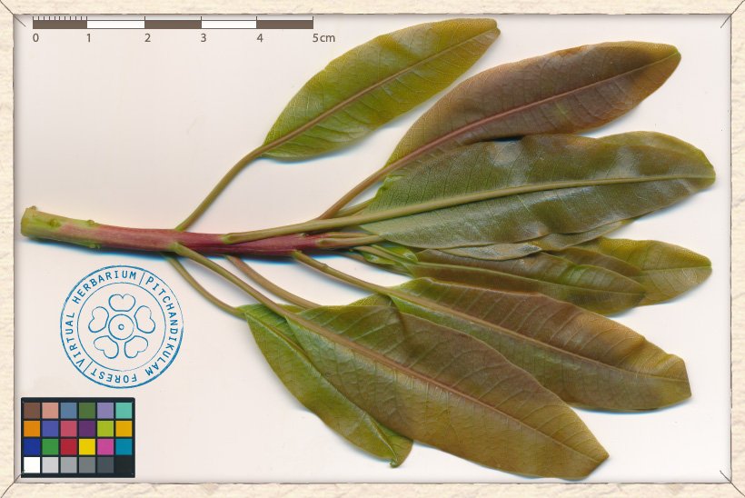 Buchanania axillaris shoot