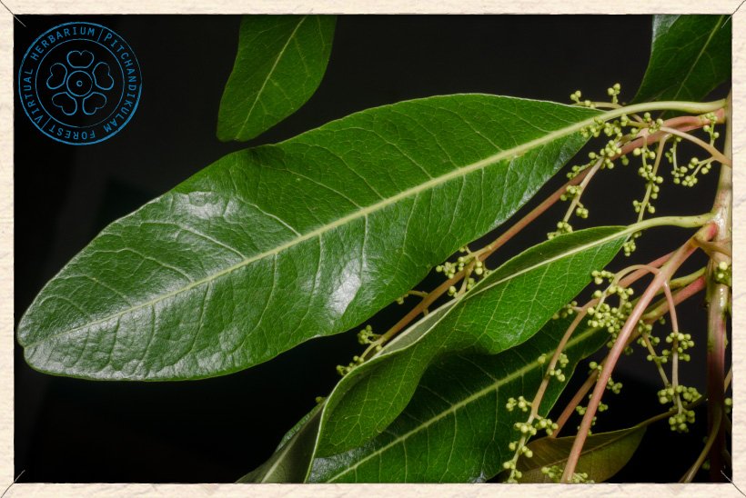 Buchanania axillaris leaf (upper side)