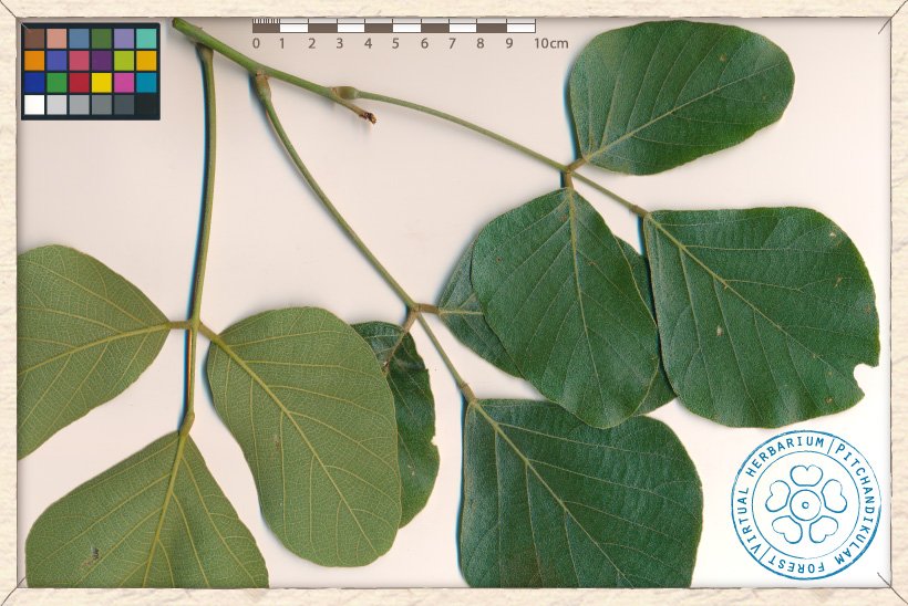 Butea monosperma leaves