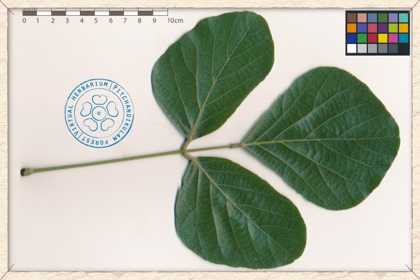 Butea monosperma leaf (upper side)