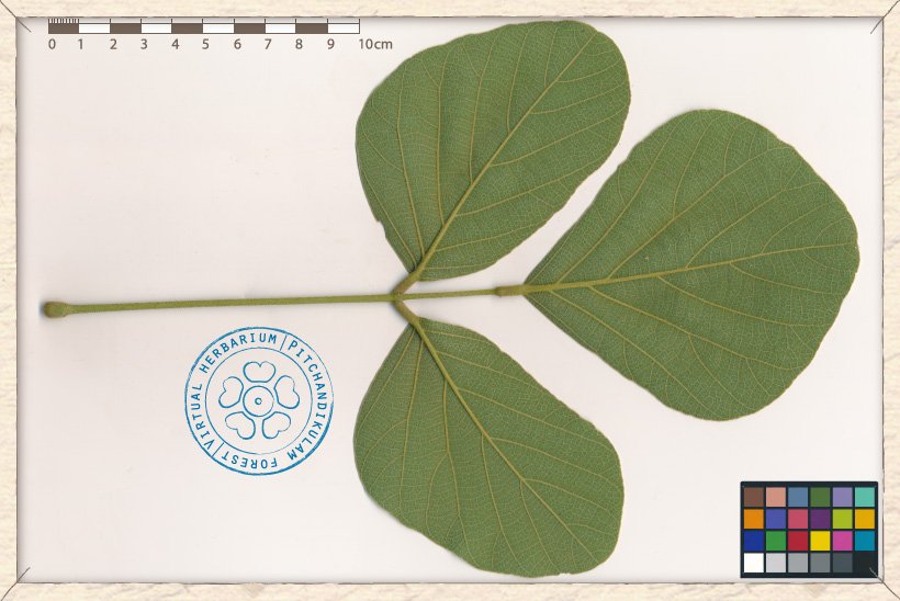 Butea monosperma leaf (lower side)