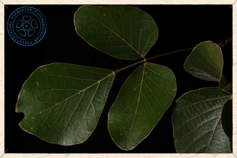 Butea monosperma compound leaf (upper side)