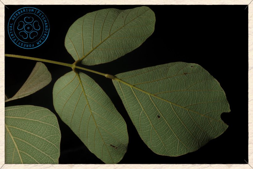 Butea monosperma compound leaf (lower side)