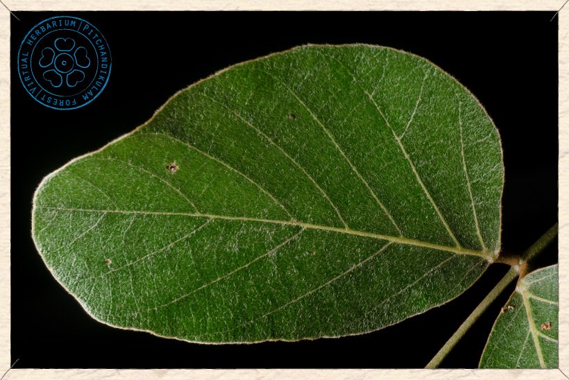 Butea monosperma leaflet (upper side)