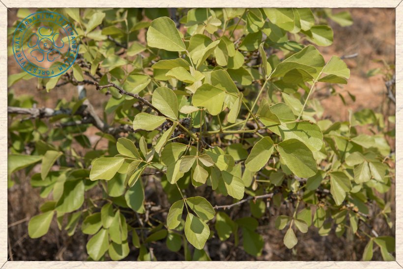 Butea monosperma new leaves