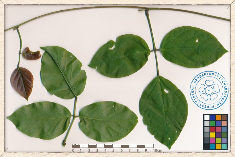 Canavalia cathartica trifoliate leaves