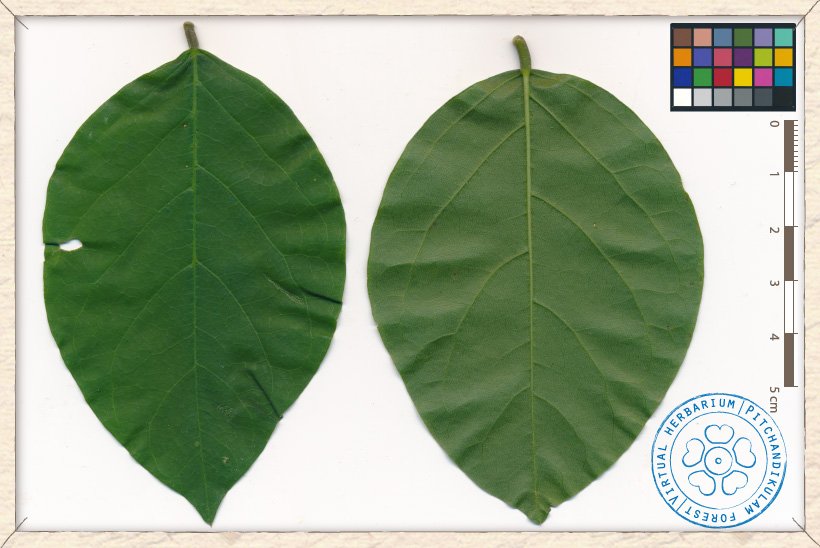 Canavalia cathartica leaflet (upper and lower sides)