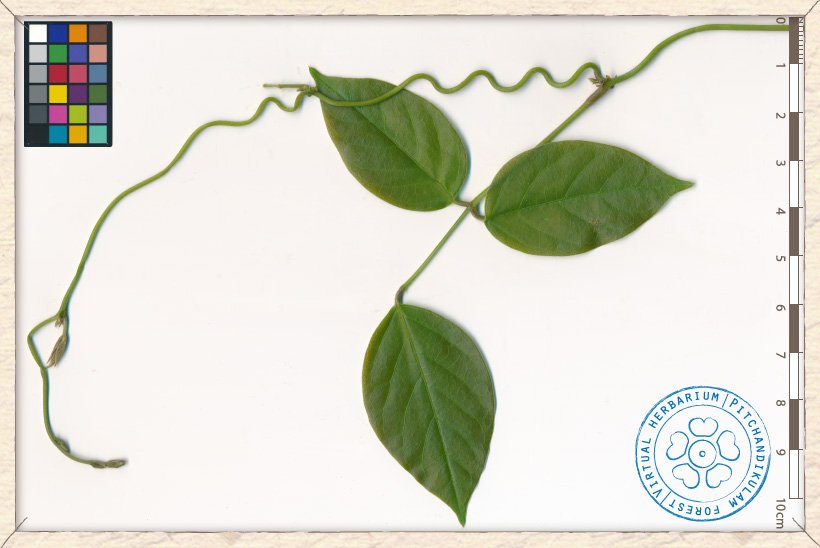 Canavalia cathartica young leaf and twining shoot