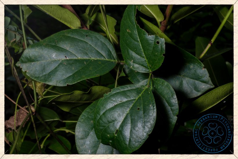 Canavalia cathartica leaf