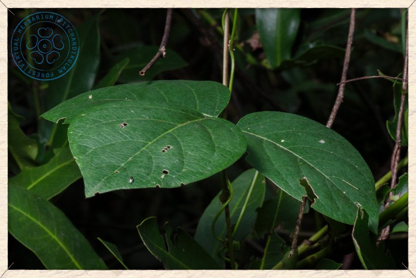 Canavalia cathartica leaf