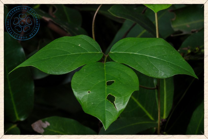 Canavalia cathartica young leaf