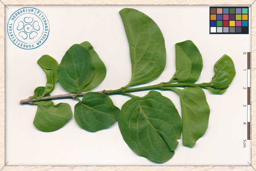 Canthium coromandelicum branchlet