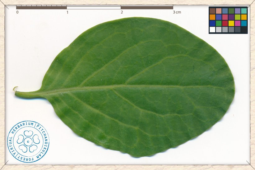 Canthium coromandelicum leaf (upper side)