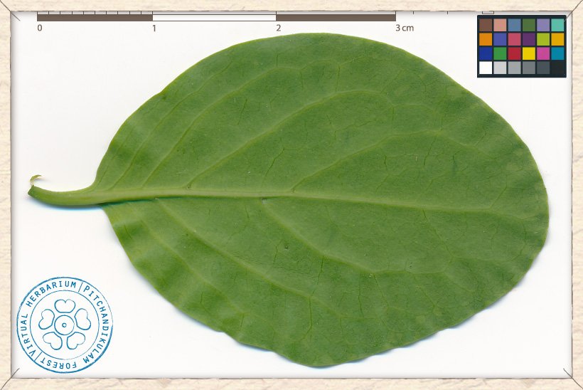 Canthium coromandelicum leaf (lower side)