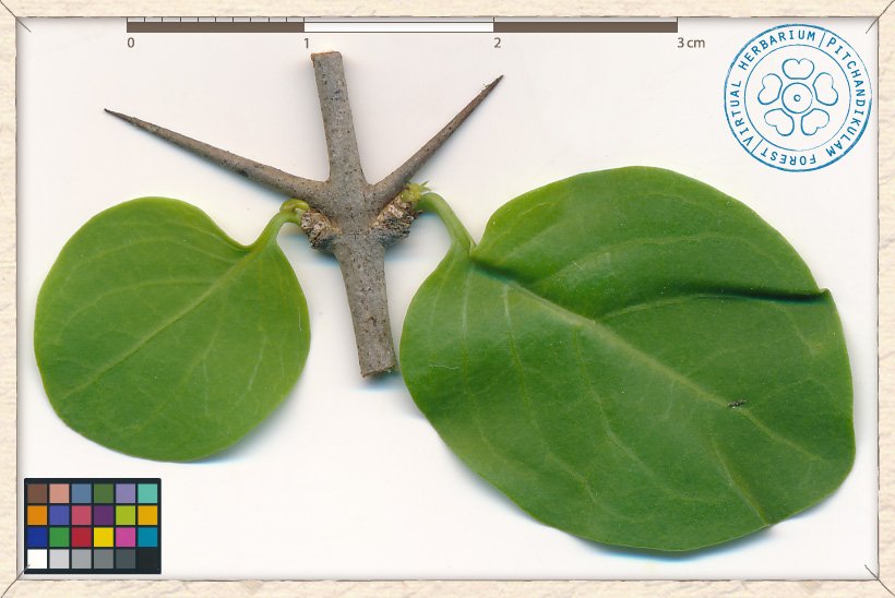 Canthium coromandelicum leaves and thorns