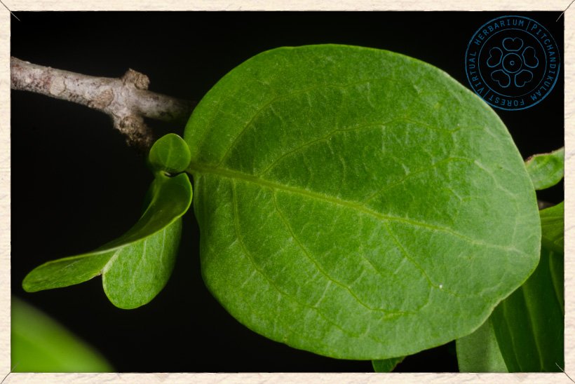 Canthium coromandelicum leaf (upper side)