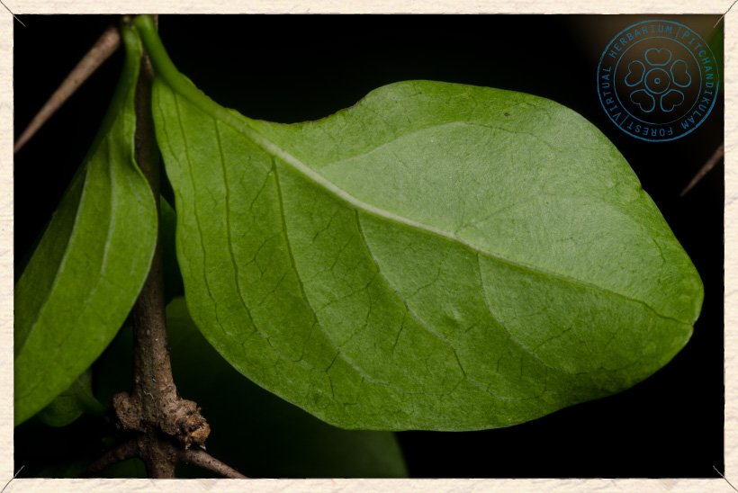 Canthium coromandelicum leaf (lower side)