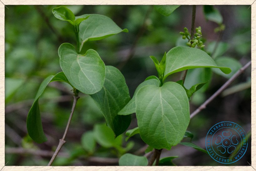 Canthium coromandelicum leaves