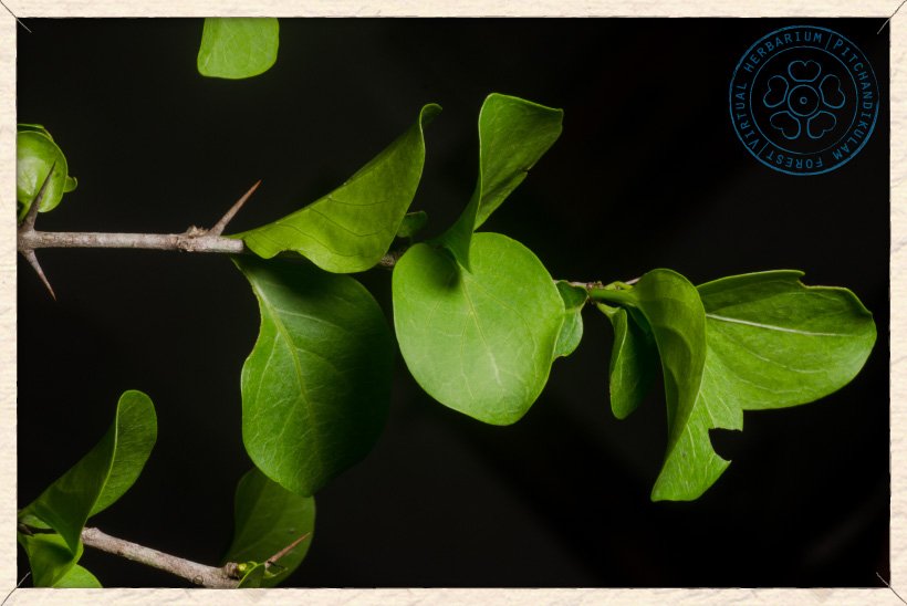 Canthium coromandelicum branchlet