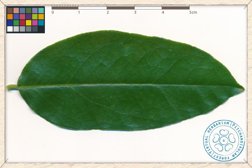 Capparis brevispina leaf (upper side)