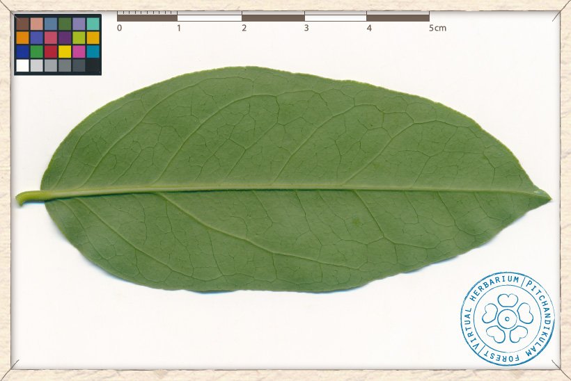 Capparis brevispina leaf (lower side)
