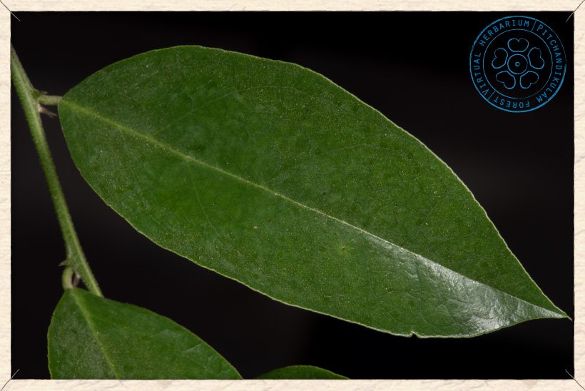 Capparis brevispina leaf (upper side)