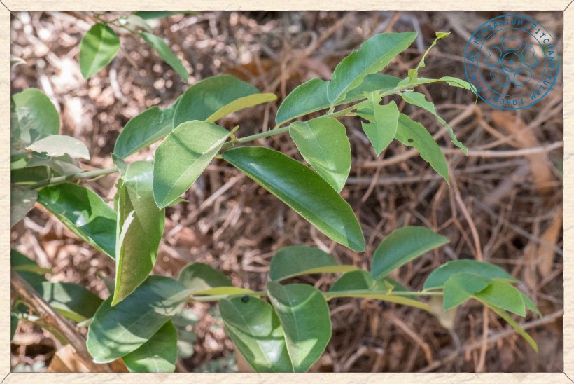 Capparis brevispina new leaves