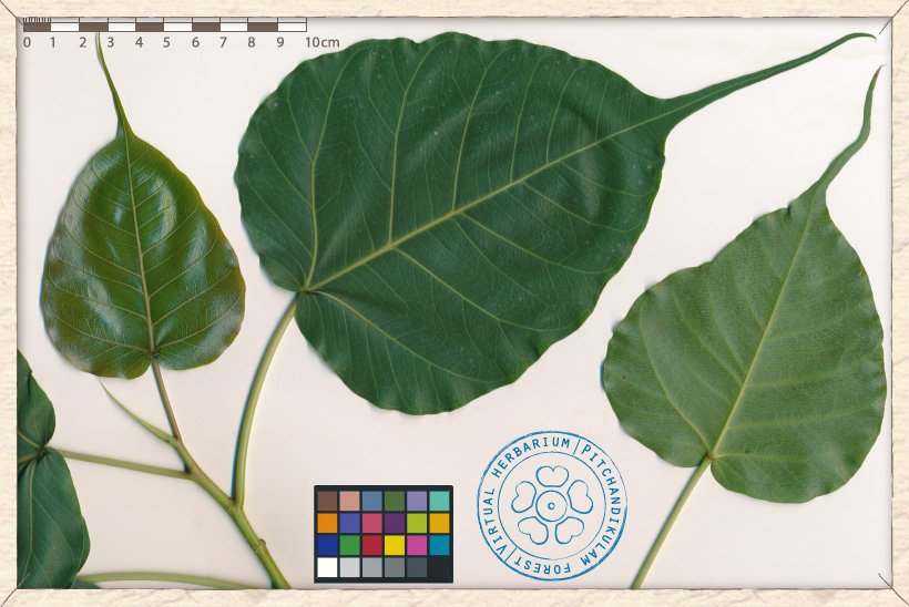 Ficus religiosa leaves