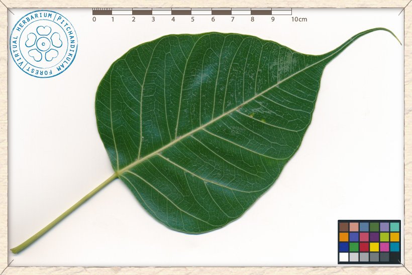 Ficus religiosa leaf (upper side)