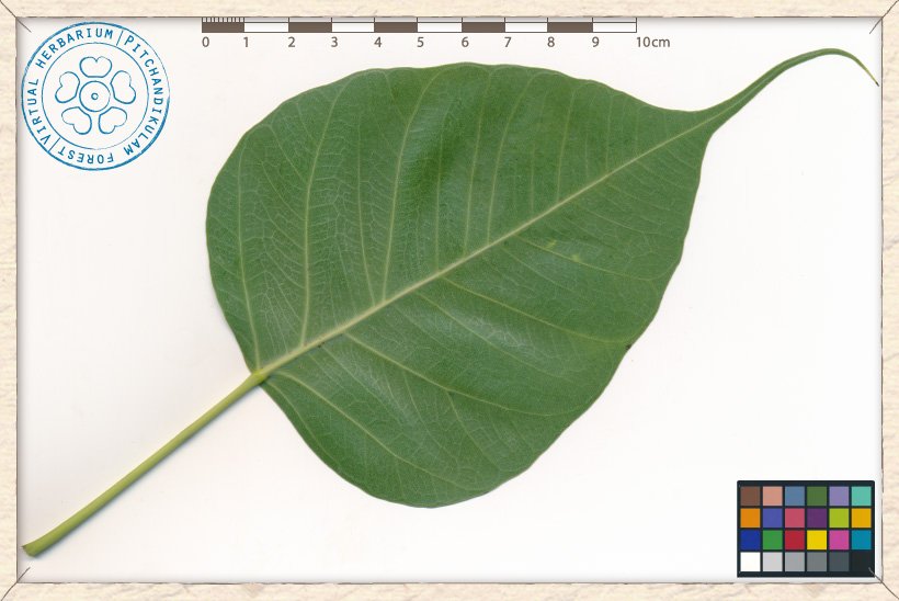 Ficus religiosa leaf (lower side)