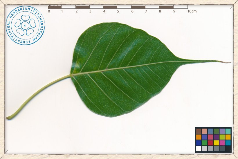 Ficus religiosa young leaf
