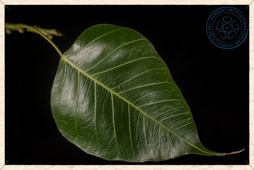 Ficus religiosa leaf (upper side)