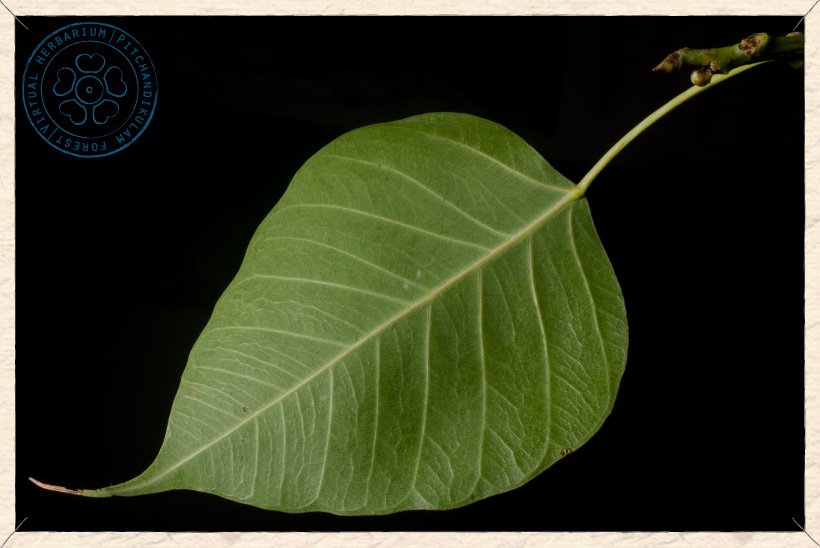Ficus religiosa leaf (lower side)