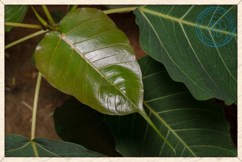 Ficus religiosa new leaf