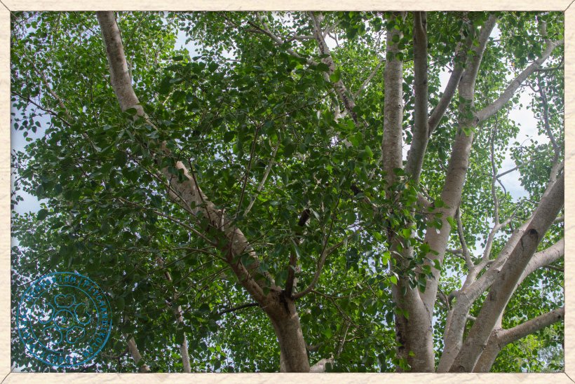 Ficus religiosa foliage
